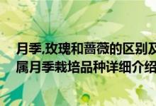 月季,玫瑰和蔷薇的区别及联系简介（关于风中的玫瑰 蔷薇属月季栽培品种详细介绍）