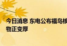 今日消息 东电公布福岛核电站1号机组最新调查结果：堆积物正变厚