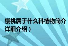 樱桃属于什么科植物简介（关于樱桃 蔷薇科樱属植物的统称详细介绍）