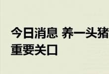 今日消息 养一头猪盈利超1000元？猪价突破重要关口