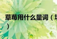 草莓用什么量词（填量词一什么草莓简介介绍）