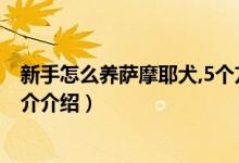 新手怎么养萨摩耶犬,5个方面要注意（萨摩耶犬怎么饲养简介介绍）