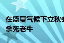 在盛夏气候下立秋会发生什么秋天过后炎热会杀死老牛