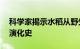 科学家揭示水稻从野生到驯化的10万年连续演化史