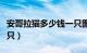 安哥拉猫多少钱一只图片（安哥拉猫多少钱一只）